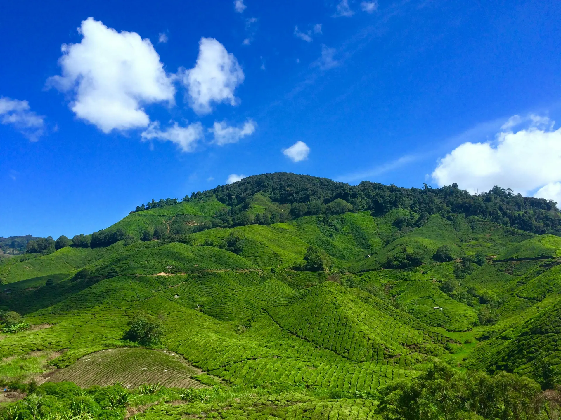 Cameron Highlands flower farm and tea valley Malaysia travel