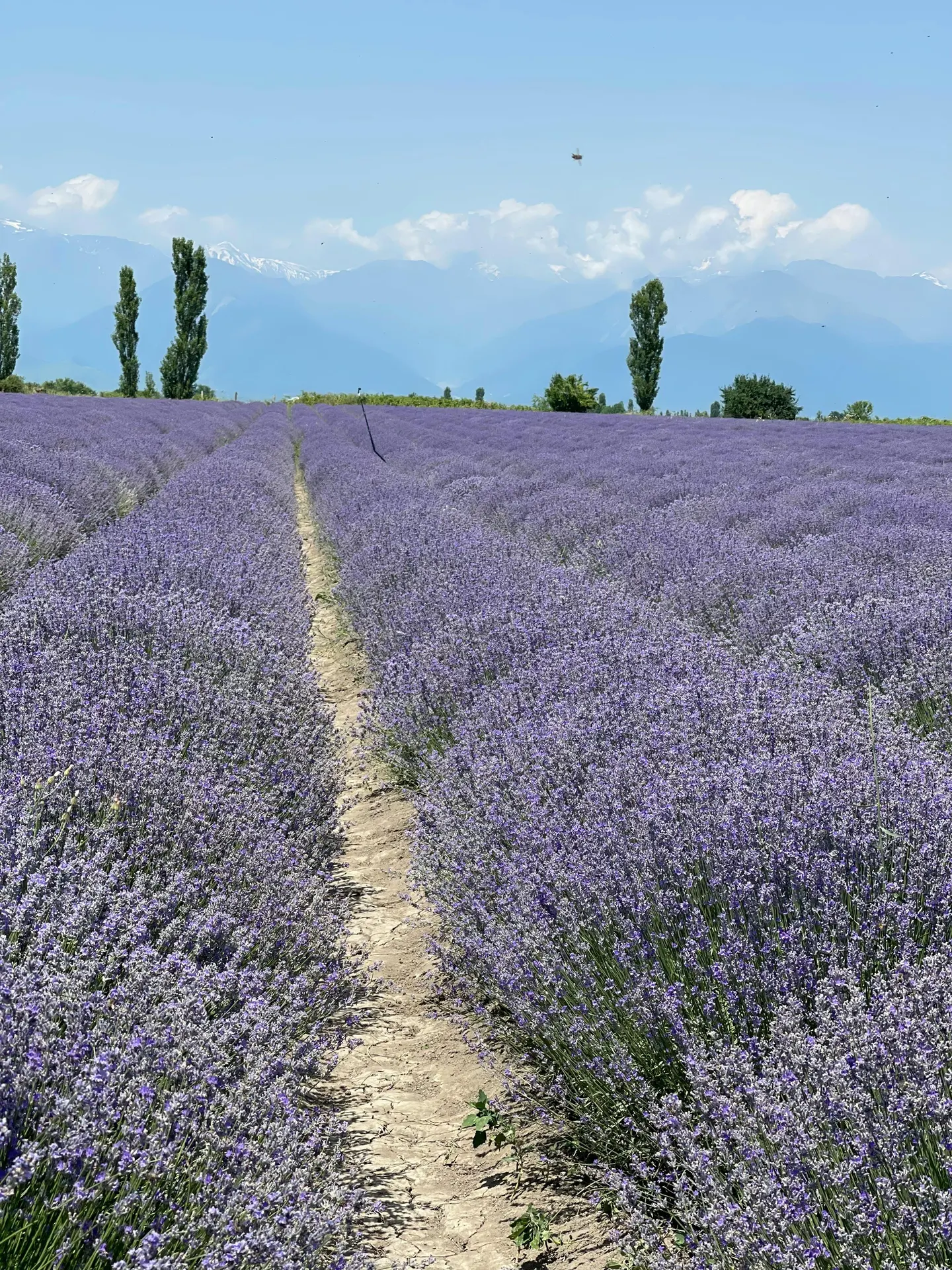 Lavender-toned Malaysian highland flower fields for boutique countryside travel