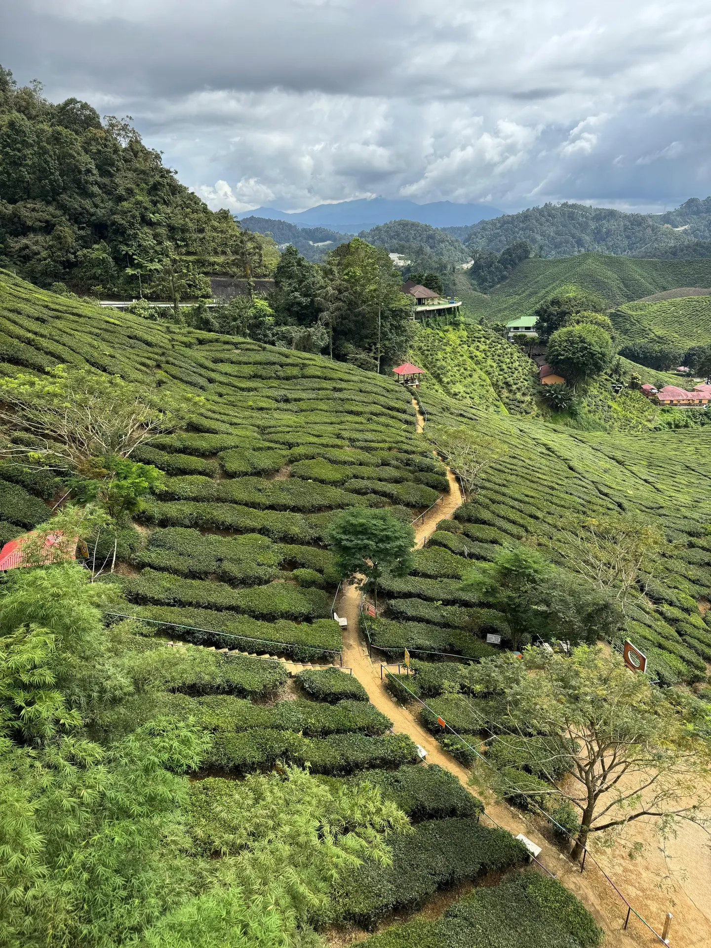 Cameron Highlands flower fields and tea slopes in Malaysia