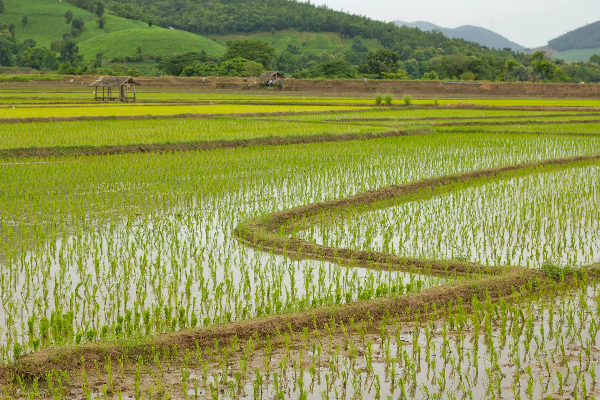 Sekinchan paddy field countryside escape in Malaysia